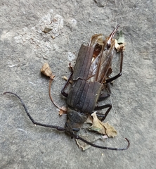 Aegosoma scabricorne