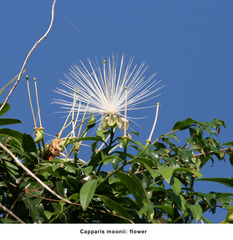 Capparis moonii