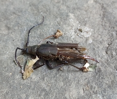 Aegosoma scabricorne