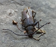 Aegosoma scabricorne