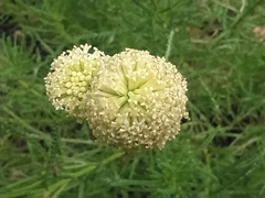 Santolina virens