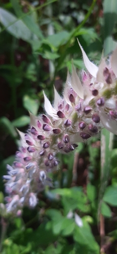 Image of Uraria crinita by (c) 趙珮珽, some rights reserved (CC BY)