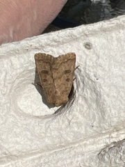 Hoplodrina octogenaria