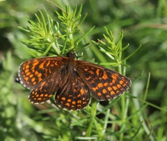 Melitaea britomartis