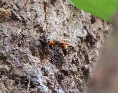 Vespa ducalis ducalis