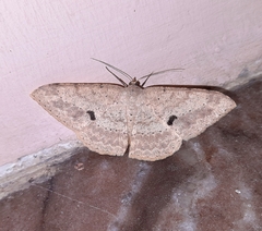 Luxiaria tephrosaria