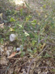 Capsella bursa-pastoris