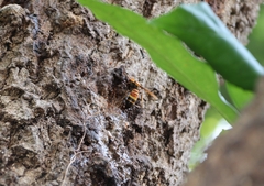 Vespa ducalis ducalis