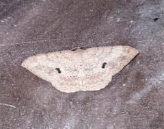 Luxiaria tephrosaria