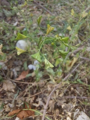 Capsella bursa-pastoris