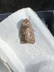 Hoplodrina octogenaria