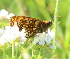 Melitaea britomartis