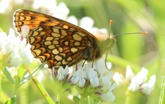 Melitaea britomartis