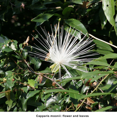 Capparis moonii