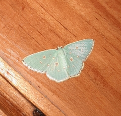 Comostola meritaria