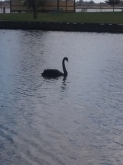 Cygnus atratus