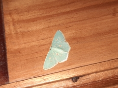 Comostola meritaria