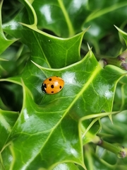 Coccinella septempunctata