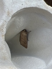 Hoplodrina octogenaria