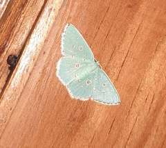 Comostola meritaria
