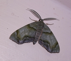 Achrosis incitata
