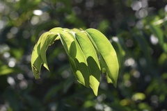 Strychnos angustiflora