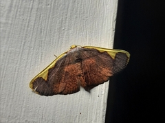 Nothomiza costalis