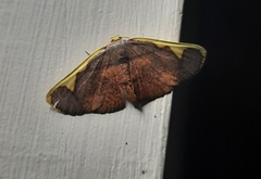 Nothomiza costalis