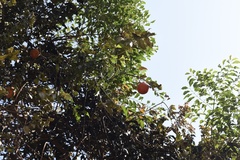 Melodinus suaveolens