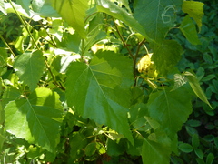 Agromyza alnibetulae