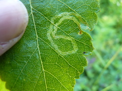 Agromyza alnibetulae