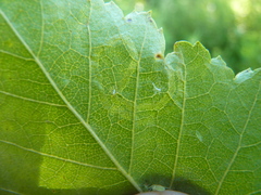 Agromyza alnibetulae