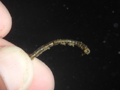 Chaetomorpha spiralis