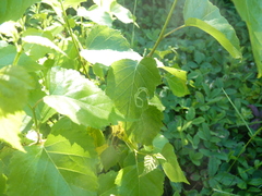 Agromyza alnibetulae