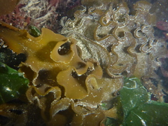 Undaria pinnatifida