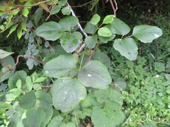Akebia trifoliata