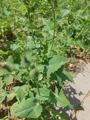 Sonchus oleraceus