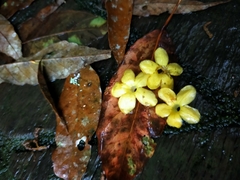 Rhododendron kawakamii