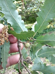Quercus libani