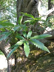 Quercus libani