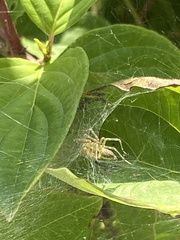 Allagelena gracilens