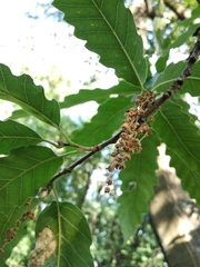 Quercus libani