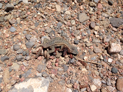Sceloporus tristichus