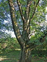 Quercus libani