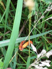 Rhagonycha fulva