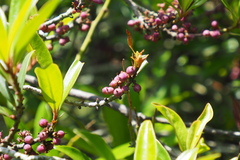 Myrsine seguinii