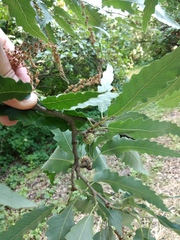 Quercus libani