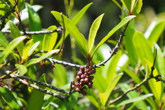 Myrsine seguinii