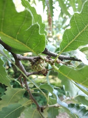 Quercus libani