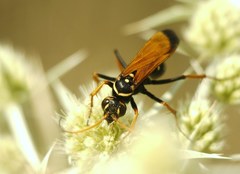 Parabatozonus lacerticida